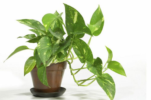 Đặt một chậu cây này trong nhà vệ sinh đảm bảo mùi hôi và muỗi sẽ "ra đi" vĩnh viễn sau 1 ngày