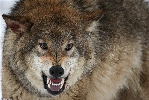 Đại chiến chó sói: với trận chiến giữa hai loài thú hoang đầy ep ngược đãi, sự hung ác và trí tuệ đang được thể hiện rực rỡ. Hãy cập nhật phần lớn các chiến lược của các loài thú và tận hưởng những giây phút huyền thoại trong trận chiến chó sói.