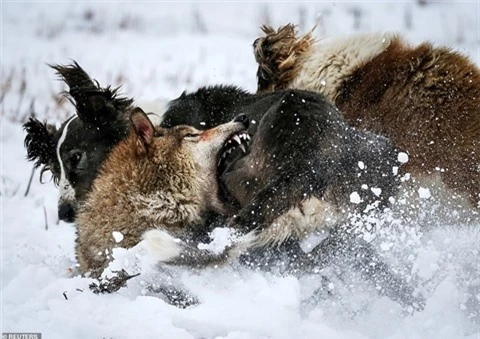 Cho soi don doc dai chien cho san: Ket khong co hau