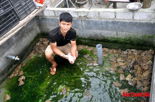 Thanh Hóa: Bỏ nghề điều dưỡng, 8X về quê làm trang trại thu hàng trăm triệu đồng mỗi năm