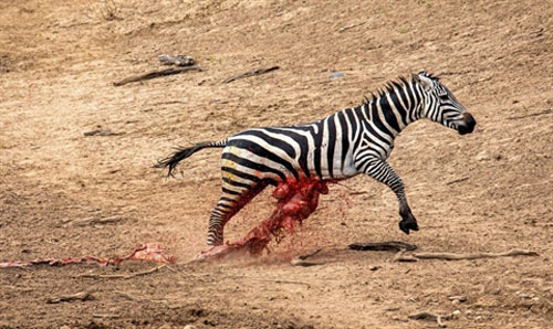 Bị cá sấu xé bụng, ngựa vằn vẫn phi nước đại lên bờ