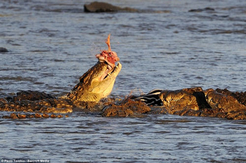 Ngựa vằn chết thảm khi bị đàn cá sấu tấn công