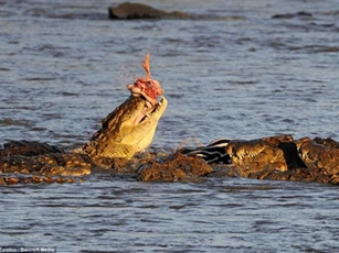 Ngựa vằn chết thảm khi bị đàn cá sấu tấn công