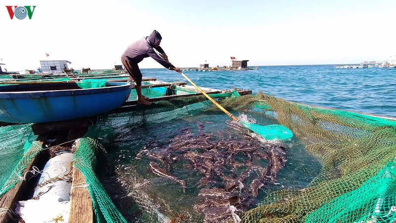 Người nuôi thu hoạch cá bớp thương phẩm.