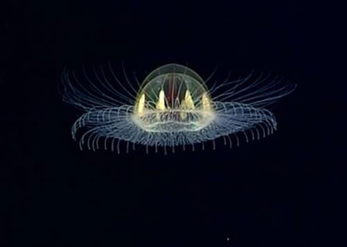Phát hiện sinh vật kỳ lạ hình đĩa bay dưới đáy đại dương