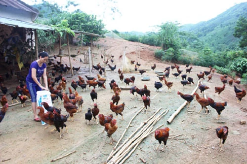 Kinh tế trang trại mang lại hiệu quả kinh tế cao cho người dân xã Xuân Quang (Ảnh: Tư liệu)