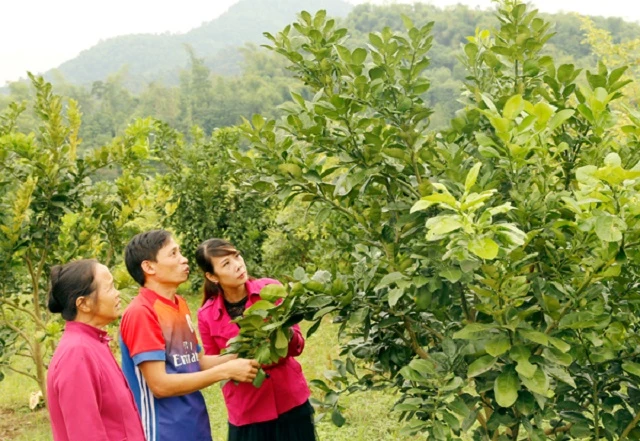 Mô hình trồng cây ăn quả của anh Trần Công Điền cho thu nhập hàng trăm triệu đồng mỗi năm (Ảnh: TL)