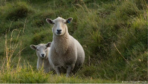 Các nghiên cứu chỉ ra rằng có tới 8% cừu đực trong đàn thích đồng loại cùng giới. Các nhà khoa học cũng tin rằng những con cừu đồng tính có cấu trúc não khác biệt và giải phóng ít hormone giới tính. Theo Giáo sư người Mỹ Charles Roselli, người trực tiếp nghiên cứu não bộ cừu tại Đại học Khoa học và Sức khỏe Oregon, xu hướng tính dục của cừu được quyết định trong bụng mẹ. 