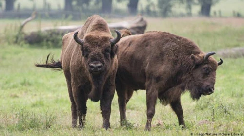 Hành vi ghép đôi đồng giới của bò rừng bison thậm chí còn phổ biến hơn ghép đôi khác giới. Nguyên nhân là bởi con cái chỉ giao phối với con đực 1 năm 1 lần. Trong mùa giao phối, những con đực bị thôi thúc tham gia vào các hoạt động giao cấu với cá thể cùng giới nhiều lần trong ngày. Thống kê cho thấy hơn 50% hành vi quan hệ của bò rừng bison đực là quan hệ đồng giới. (Ảnh: NPL)