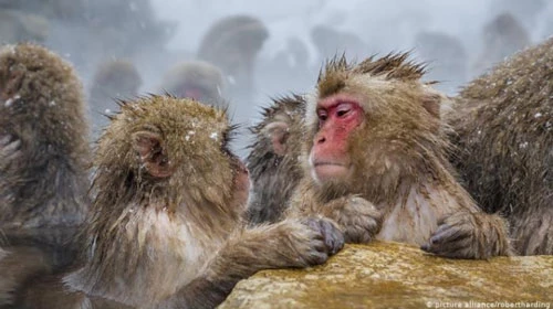 Cả khỉ đực và khỉ cái đều tham gia vào các hành vi đồng giới. Trong khi hành vi này không quá phổ biến với khỉ đực, khỉ cái lại hình thành liên kết mãnh liệt với nhau và thậm chí ghép đôi như vợ chồng. Trong một số quần thể khỉ, hành vi đồng tính luyến ái ở con cái không chỉ phổ biến, mà còn là chuẩn mực. Khi không giao phối, những con cái này ở gần nhau để ngủ, chải chuốt và bảo vệ nhau khỏi những kẻ thù bên ngoài. (Ảnh: PA)