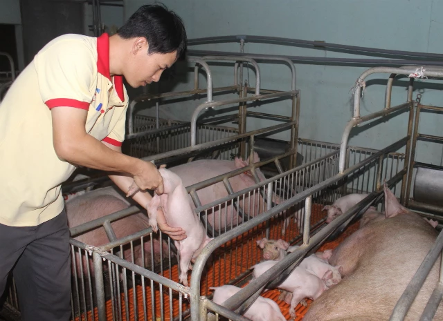 HTX Xuân Phú ứng dụng công nghệ hiện đại vào sản xuất lợn giống (Ảnh T.V)