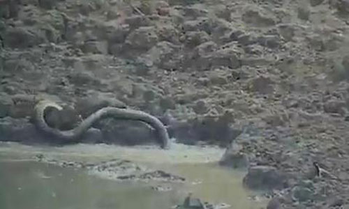Trăn lao từ ao nước lên để tóm nai rồi ăn thịt
