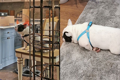 Lại xuất hiện "chú chó vàng trong làng thú cưng", phải đóng vai trò đốc công bất đắc dĩ khiến dân mạng "cười nghiêng ngả"