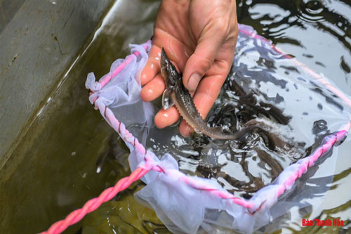 Thanh Hóa: Nuôi cá từ nước thác mát trong, “bỏ túi” hàng trăm triệu đồng mỗi năm