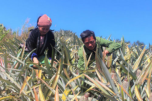 Điện Biên: Dứa 'nhả vàng' trên vùng đất dốc Mường Chà