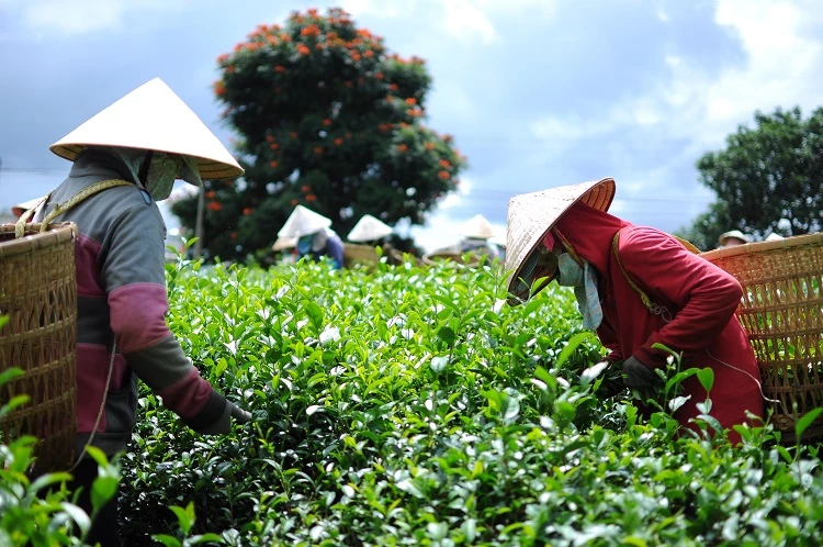 Canh tác chè gặp nhiều khó khăn nên không còn nhiều người dân mặn mà với cây chè (Ảnh: K.P)