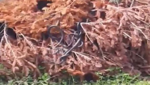 Đàn rắn lổm ngổm bò ra từ cây khô khiến người phụ nữ trẻ "sốc nặng"