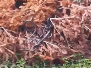 Đàn rắn lổm ngổm bò ra từ cây khô khiến người phụ nữ trẻ "sốc nặng"