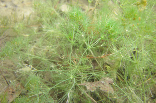 Thực vật tiền sử từ thời khủng long vẫn đang sống tốt