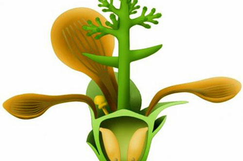 Tìm được tổ tiên của các loài hoa với 'tuổi đời' khoảng 174 triệu năm