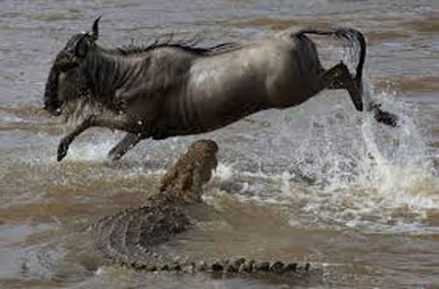 Hà mã 'dở chứng', cá sấu phải nuốt hận trong tức tưởi