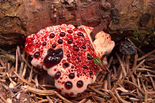 10 loại thực vật có bề ngoài kỳ lạ nhất thế giới