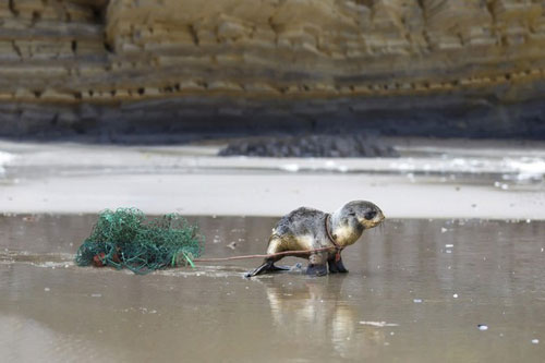 16 hình ảnh về sự thay đổi của Trái Đất khiến ai cũng phải giật mình