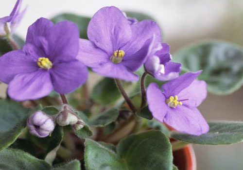 Công dụng bất ngờ của những loại cây cảnh trong nhà