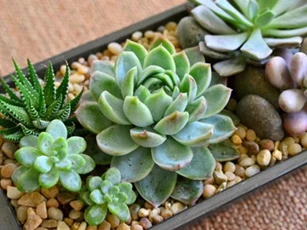 CLIP: Hướng dẫn xử lý cây sen đá sau khi mua về để trồng không bị chết