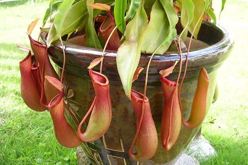 1. Cây nắp ấm (cây bình nước). Giống thực vật ăn thịt có nguồn gốc ở khu vực Đông Nam Á. Hoa của nó có mùi thơm hấp dẫn con mồi. Cây nắp ấm có thể tiêu hoá cả con chuột. 1. Cây nắp ấm (cây bình nước). Giống thực vật ăn thịt có nguồn gốc ở khu vực Đông Nam Á. Hoa của nó có mùi thơm hấp dẫn con mồi. Cây nắp ấm có thể tiêu hoá cả con chuột.