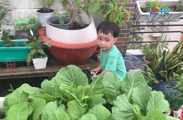 NSND Hồng Vân, Quốc Thuận khoe vườn nhà xum xuê cây trái để tránh dịch - 8