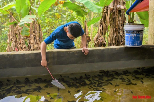 Lúc bấy giờ dự án nuôi cá do các ngành chức năng cùng triển khai. Như được cú hích, ông mạnh dạn vay vốn ngân hàng rồi lên bản Năng Cát, nơi có đỉnh Pù Rinh cao chót vót, có dòng thác 7 tầng quanh năm mát lạnh để lập nghiệp. Ông bắt đầu đưa những giống cá lạ mà bà con nơi đây chưa từng biết đến, đó chính là cá hồi, cá tầm, cá trắng Châu Âu… để nuôi.