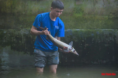 Do cá hồi có nguồn gốc tại xứ lạnh nên để nuôi thành công là điều không đơn giản. Những năm tháng đầu ông cùng rất nhiều nhân công “ăn ngủ cùng cá” để biết được nhược điểm của loài cá. Sau 1 năm thử nghiệm cá bắt đầu sinh trưởng tốt, gia đình ông thu lời gần 200 triệu đồng.