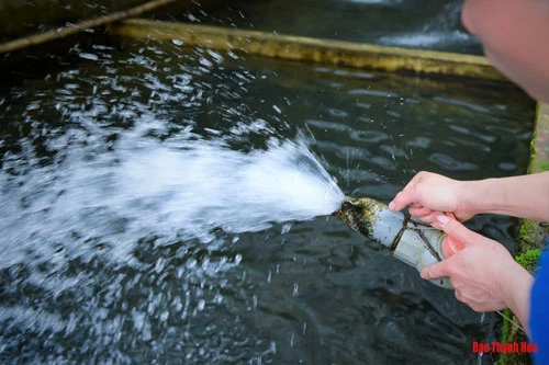 Vì đây là những giống cá ưa nước sạch và mát nên việc vệ sinh môi trường và thay nước cho bể càng được chú trọng. Mỗi ngày tại trại cá của ông có từ 2 – 3 công nhân lao động tiến hành dọn vệ sinh, cho cá ăn và theo dõi nguồn nước.