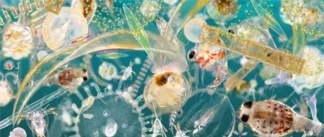 Tại sao sinh vật biển chủ yếu là động vật ăn thịt và hiếm khi nhìn thấy động vật ăn cỏ biển? - Ảnh 9.