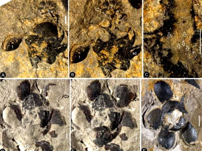 Tìm được tổ tiên của các loài hoa với 'tuổi đời' khoảng 174 triệu năm - 1