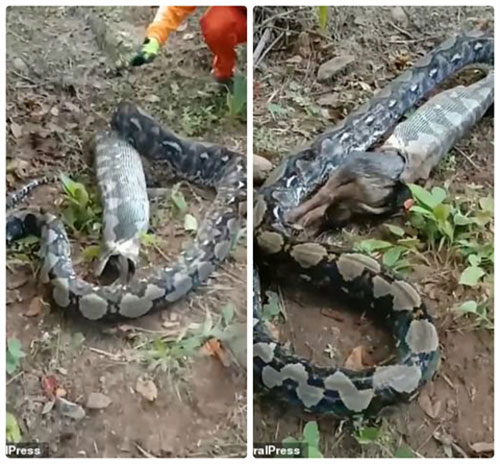 Gặp cụ bà, trăn khổng lồ 'số nhọ' không rõ sống chết