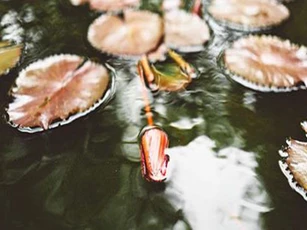 Bí ẩn nơi thực vật bị chôn vùi hàng trăm năm vẫn có thể hồi sinh