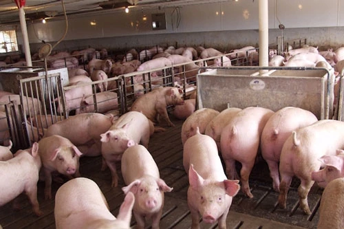 Khó mua lợn hơi giá 70.000 đồng/kg của các doanh nghiệp chăn nuôi lớn (Ảnh: Tư liệu) 
