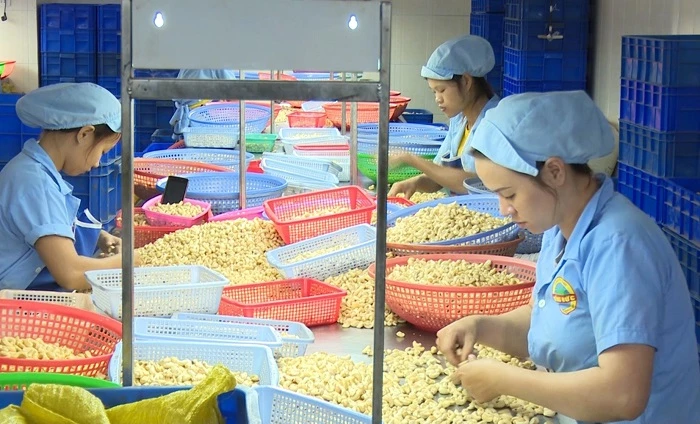 Ngành chế biến hạt điều tỉnh Đắk Nông đang gặp rất nhiều khó khăn do không thể xuất khẩu