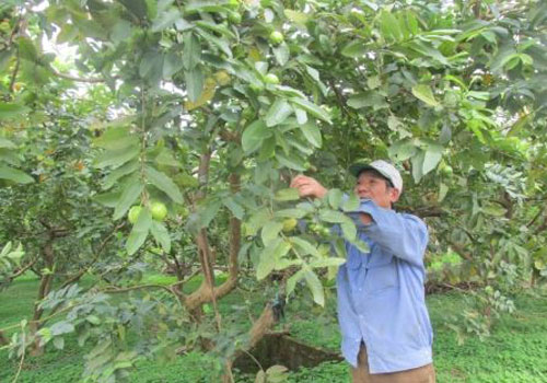 Hà Nội: Vựa ổi sạch ven sông Hồng thu 40 tỷ đồng/năm