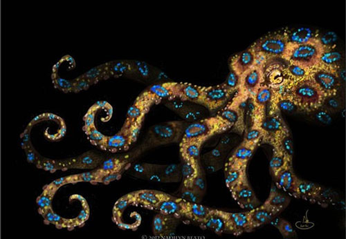 1001 thắc mắc: Bạch tuộc nào có nọc độc khủng khiếp nhất thế giới?