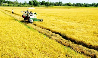 Doanh nghiệp Tiền Giang tham gia liên kết tiêu thụ lúa gạo