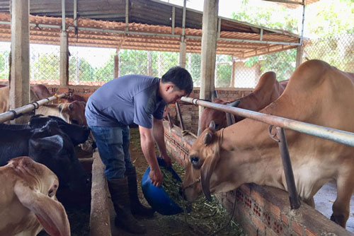 Đắk Lắk: Làm giàu nhờ nuôi bò vỗ béo