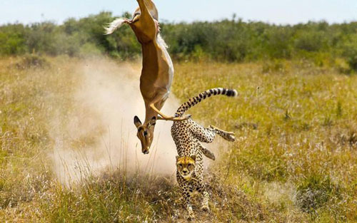 Báo đốm 'gian xảo', đoạt mạng linh dương lớn