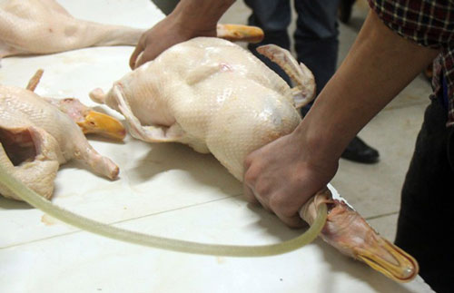 Cách nhận biết thịt gà, vịt và lợn bị tiêm nước hoặc thuốc an thần, đọc ngay để không “bị lừa” khi đi chợ