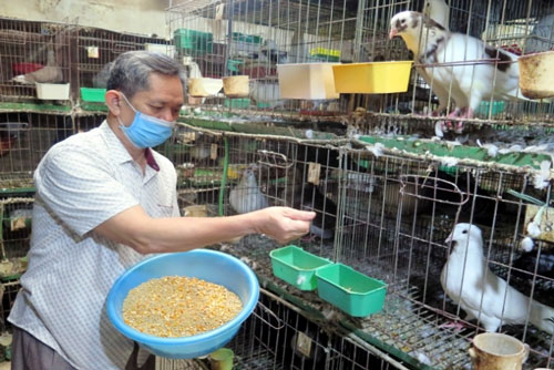 Thái Nguyên: Ông giáo già 'đổi đời' nhờ nuôi chim bồ câu Pháp