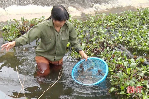 Nuôi cua đồng không cần nhiều nhân công, với 5 ao nuôi chỉ cần 1 lao động.