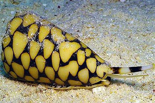 Loài ốc sên nào mang vẻ đẹp lộng lẫy nhưng 'giết người' chỉ trong 'nháy mắt'?