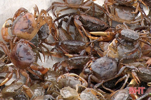 Hà Tĩnh: Nuôi đặc sản cua đồng, nông dân bỏ túi hàng chục triệu đồng mỗi vụ